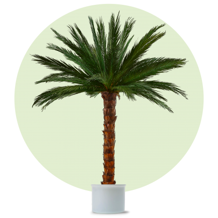 Palme Areca 2,5m
